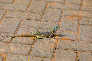 Female rock agama lizard, Agama agama, on the stown Kenya, East Africa.