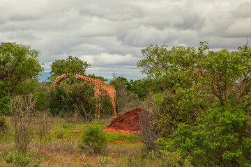 some giraffe walk through the savannah between the plants