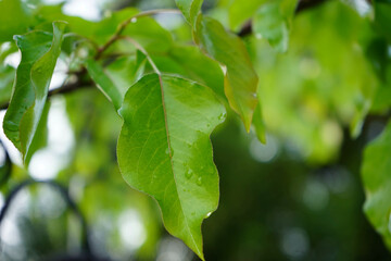 Fototapeta na wymiar Green leaves with water droplets