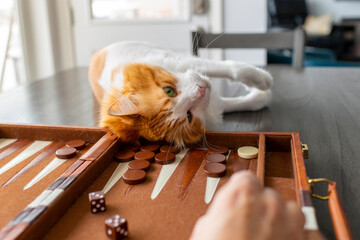 A very cute long haired orange and white cat lies on a backgammon set on his back while his owner plays the game on a table inside a home.