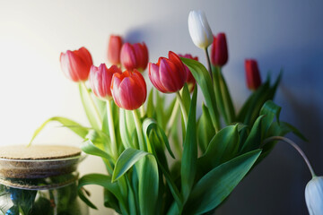beautiful red tulips spring is coming