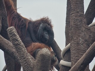 Bornean Orangutan at Kansas City Zoo