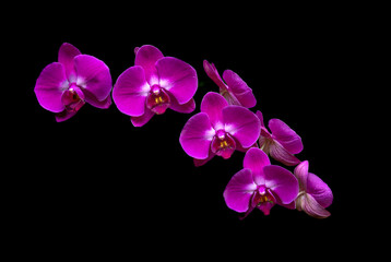 Purple orchid on black background