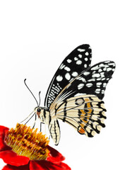 Butterfly, a beautiful hand drawn illustration of a colorful butterfly, hand drawn. PNG