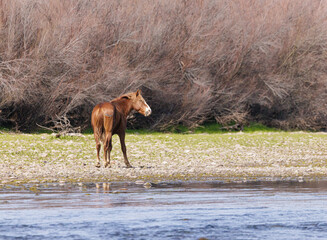 Arizona Wild Horses at the Salt River in Americas South West.