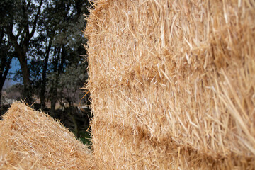 Straw bales stacked on the farm for animal feed