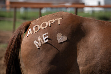 Horses rear end hind quarters or haunches wiht adopt me wording and heart in letters paste on to...