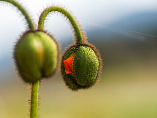 もうすぐ咲きそうなポピーの花