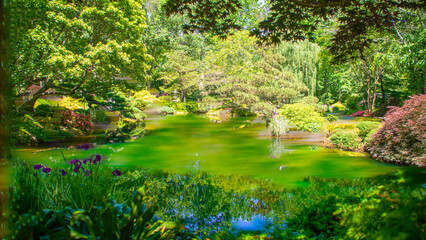 Obraz premium pond in the park