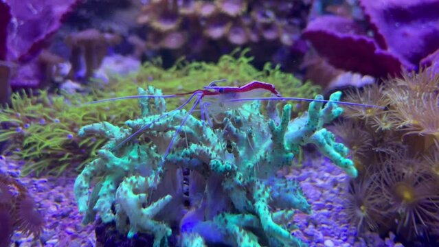 Korallen in einem Meerwasseraquarium.