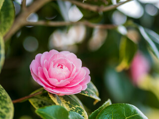 ピンクの椿
