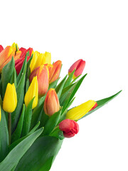 a large bouquet of fresh yellow and red tulips, isolated