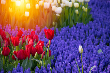 Red flower tulip lit by sunlight. Soft selective focus, tulip close up, toning. Bright colorful...