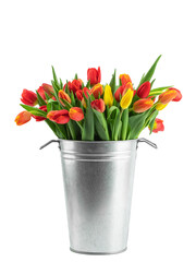 a large bouquet of fresh yellow and red tulips, isolated