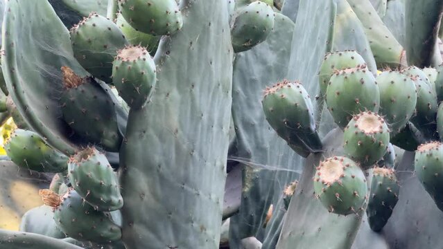 Arb&oacute;l con frutos de tunas en la pradera de la granja