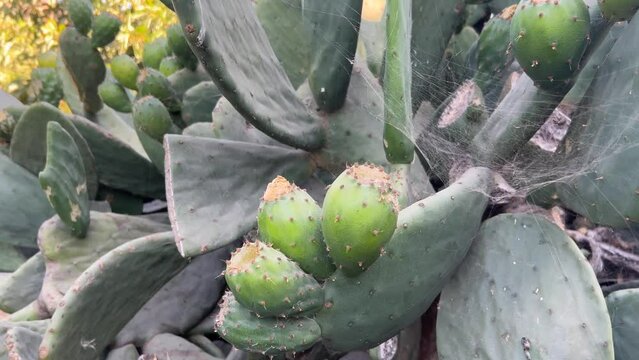 Arb&oacute;l con frutos de tunas en la pradera de la granja