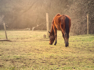Naklejka premium horse in the field