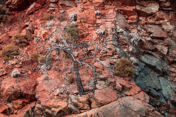 Withered fir tree. Azure sea bay, blue ocean gulf. Backpack path in summer tropical mountains. Blue sky on the horizon. The adventures on the trail. Semi-desert hills landscape with grass