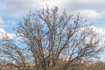 Fototapeta premium Tree branches without leaves against the blue sky with clouds in early spring