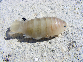 Anilocra physodes (Isopoda, Cymothoidae). Cymothoids are ectoparasitic isopods on the body of fish.