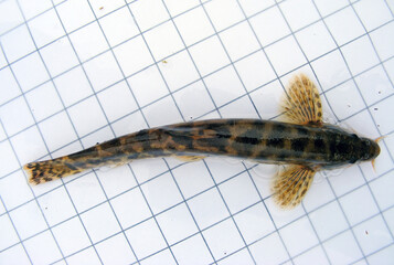 Fototapeta premium Stone loach (Noemacheilus barbulatus, Barbatula barbatula, Nemacheilus barbatulus), on the background of a 5 mm measurement grid. Ichthyology research.