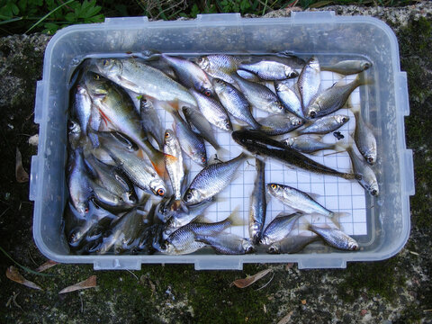 The Amur bitterling (Rhodeus sericeus) is a small fish of the carp family. Ichthyology research.