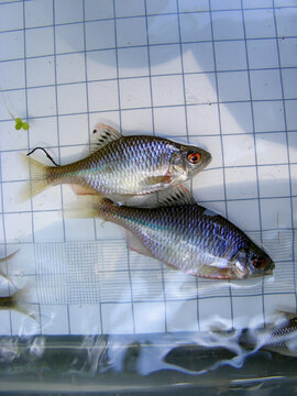 The Amur bitterling (Rhodeus sericeus) is a small fish of the carp family on the background of a 5 mm measurement grid. Ichthyology research.