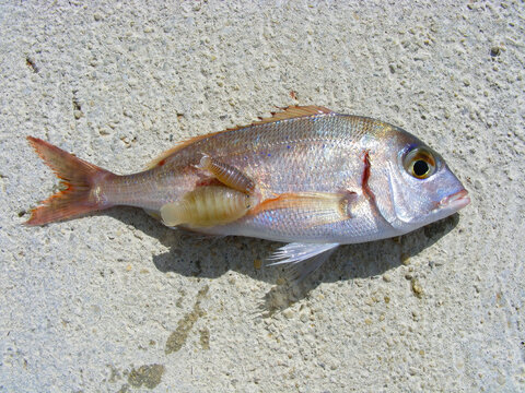 The common pandora (Pagellus erythrinus) a fish of the sea bream family, Sparidae with parasites Anilocra physodes attached to the side of the body. Caught off the coast of Croatia.