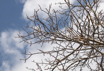 Dry tree walnut branches against the blue sky with white clouds in spring