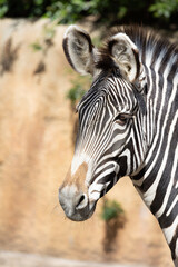 Fototapeta na wymiar Close-up of a Grevy's Zebra
