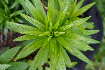 Green plant with dewdrops