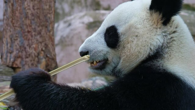 Giant panda bites off, breaks bamboo shoots with teeth, chews on it. Bear eating branches, twigs at natural area, forest. Herbivore exotic animal with rotund body enjoys food at zoo