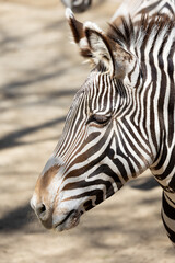 Fototapeta na wymiar Close-up image of a Grevy's Zebra
