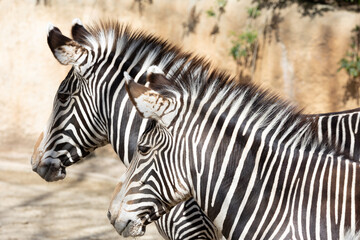 Obraz na płótnie Canvas Close-up image of a Grevy's Zebra