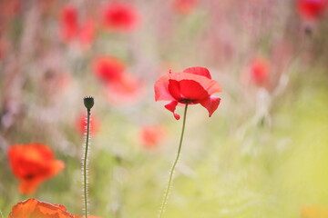 緑の中の美しいポピーの花