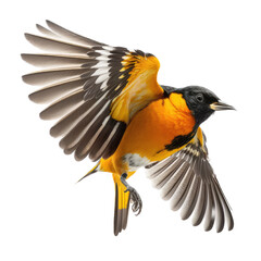 a spring-themed photographic illustration of an isolated orange oriole bird in mid-flight set on a transparent background in PNG. Generative AI, Icterus