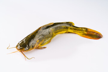 Fresh gaga fish on a simple background