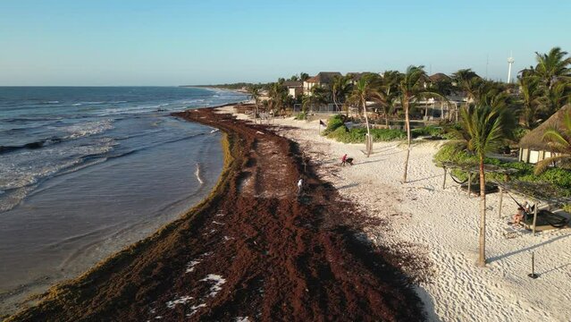 Mexican Beach Resorts Tackling Sargassum Gulfweed on the Beaches