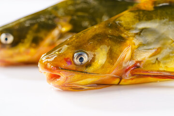 Fresh gaga fish on a simple background