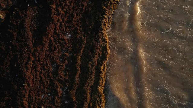 Washed Up Sargassum Seaweed Destroying Beautiful Beaches in the Caribbean