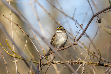 sparrow on a branch