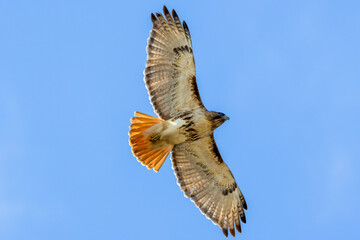 red tail hawk in flight - Powered by Adobe
