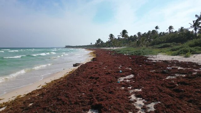 Washed Up Sargassum Seaweed Destroying Beautiful Beaches in the Caribbean