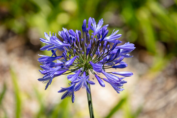 Photograph of a large purple Agapanthus flower in the sunshine against a green background in a domestic garden