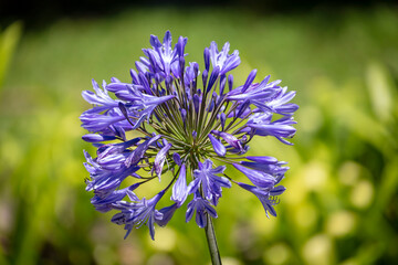 Photograph of a purple Agapanthus flower in the sunshine in a domestic garden
