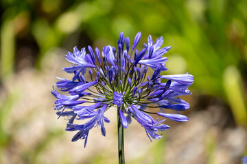 Photograph of a purple Agapanthus flower in the sunshine in a domestic garden