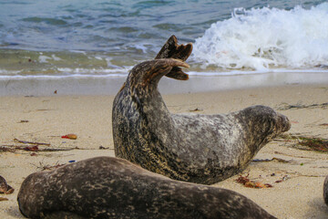 Seals on the Beach, La Jolla, San Diego