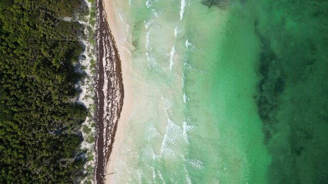 Sargassum Seaweed Known as Gulfweed Covers Beautiful Beaches Aerial View