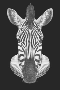 Portrat of Zebra with Elizabethan Collar. Hand-drawn illustration