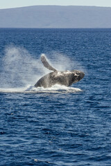 humpback whale fin jumping © Kyle
